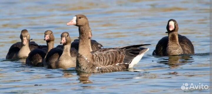 Гуси для охоты