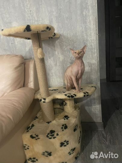 Донской сфинкс