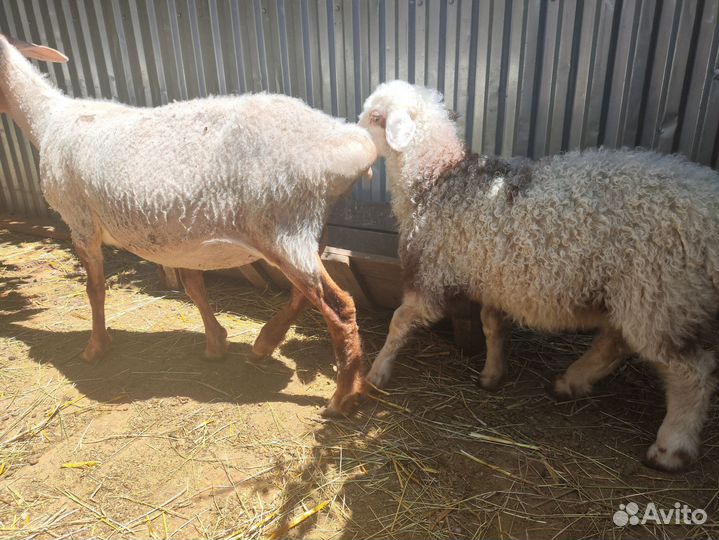 Овцы бараны
