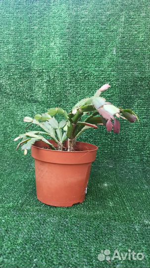 Декабрист зигокактус Шлюмбергера