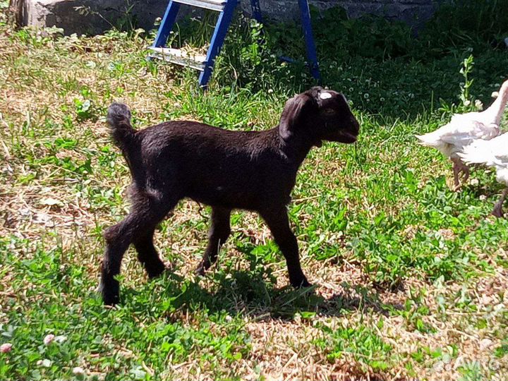 Козлята, телки