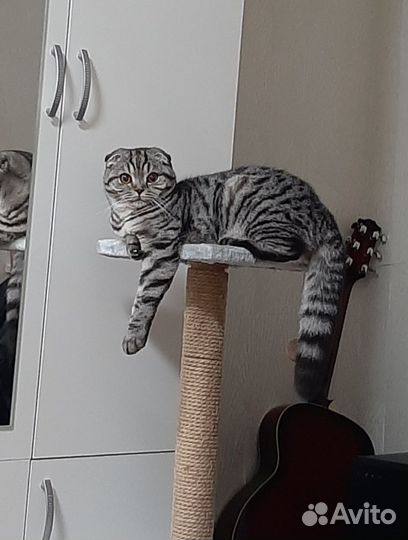 Шотландская вислоухая кошка