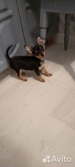 Собака мини той-терьер