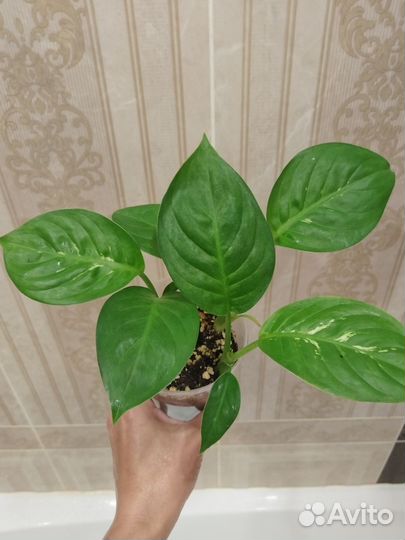 Диффенбахия росток