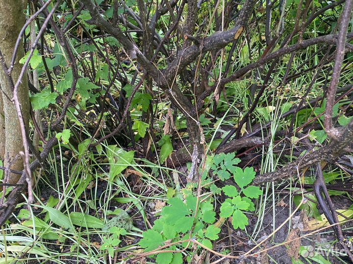 Смородина черная