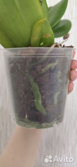 Орхидея Phal. Natsume’s Berry exclusive