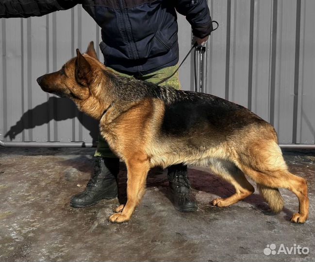 Немецкая овчарка