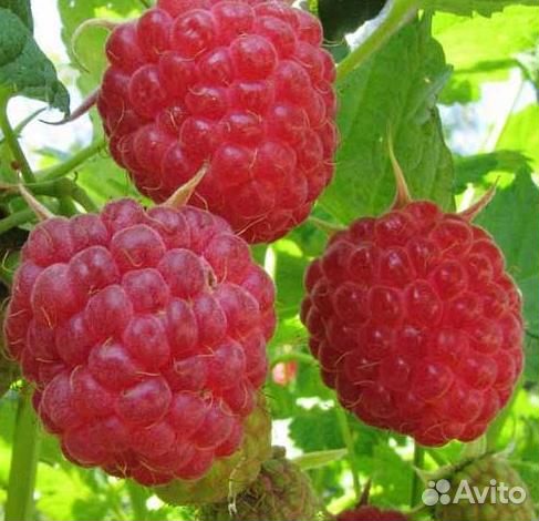 Малина ремонтантная саженцы