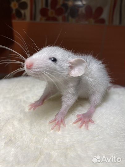 Крыса Русская голубая Дамбо с клеткоий и кормом