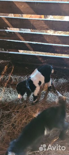 Нубийские козы