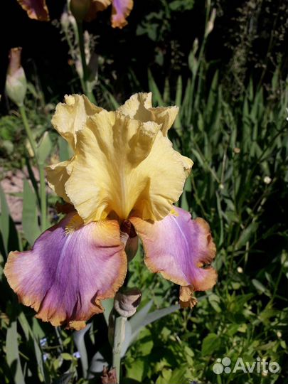 Ирисы бородатые сортовые высокие