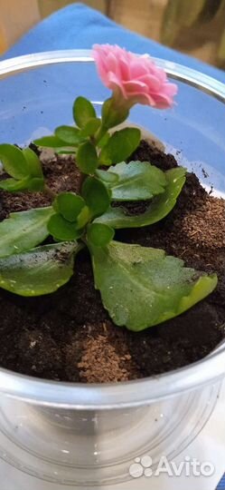 Каланхоэ розовое и фиалка фиолетовая
