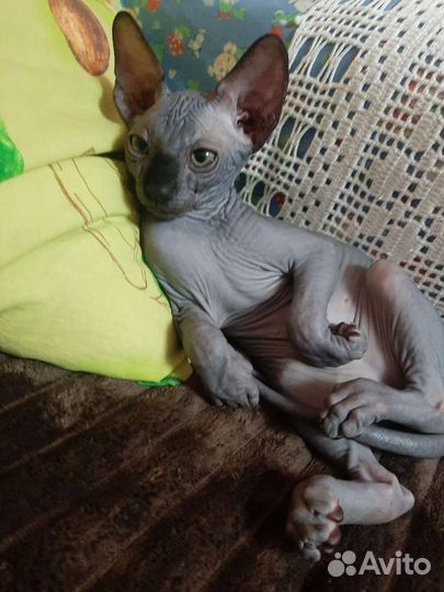 Канадский сфинкс котенок