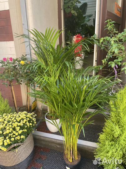 Арека пальма