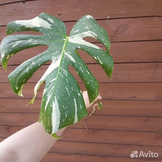 Monstera Thai constellation