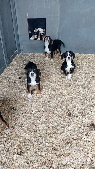 Большой швейцарский зенненхунд