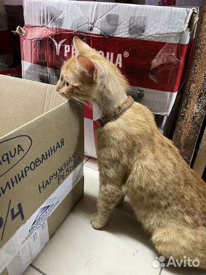Котята в добрые руки даром
