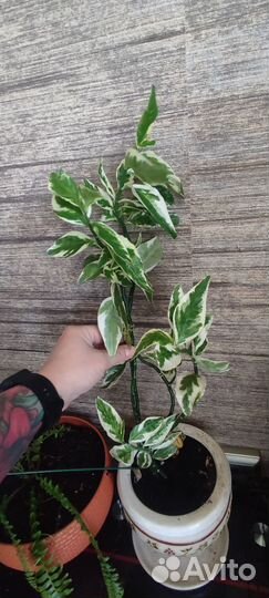 Педилантус