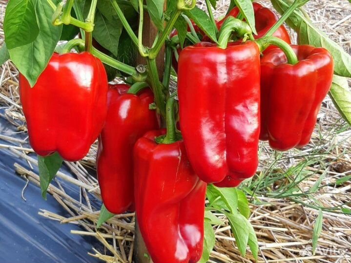 Рассада перца болгарского и перца острого