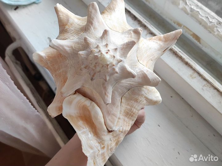 Большая ракушка 23см