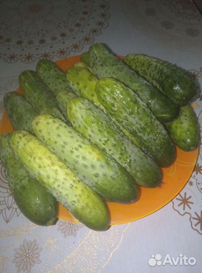 Продам огурцы с грядки маленькие, можно на зосолку