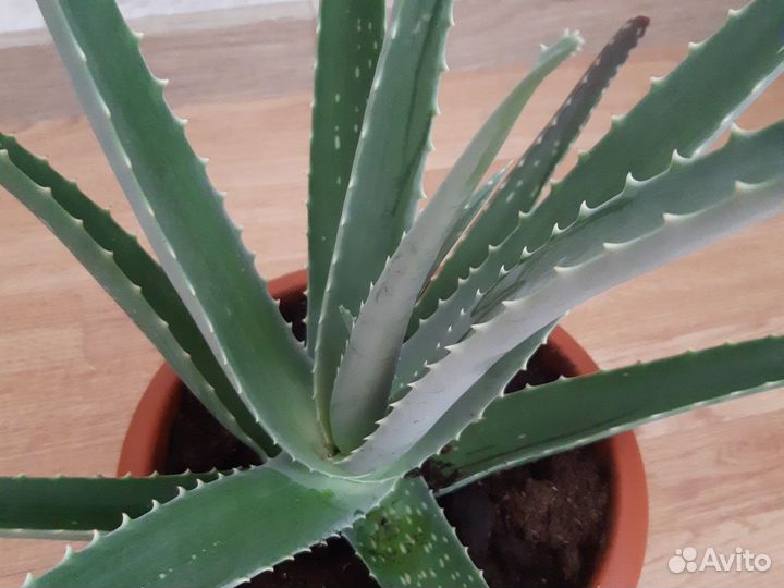 Алоэ вера лечебный,детки