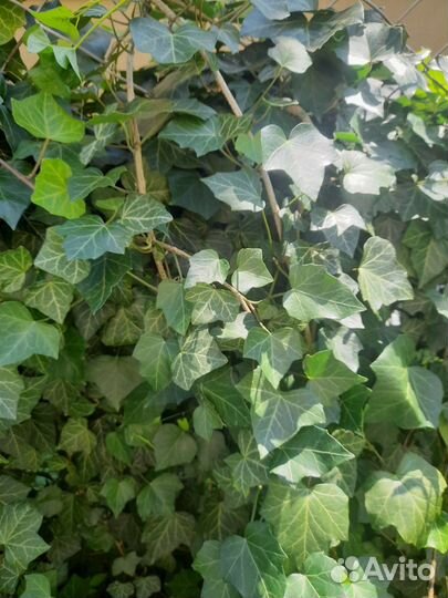 Древовидный плющ