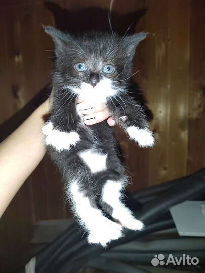 Котята