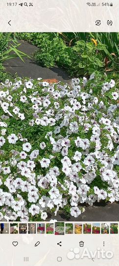 Продам рассаду