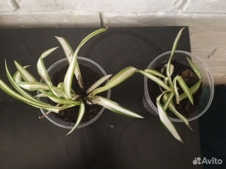 Хлорофитум