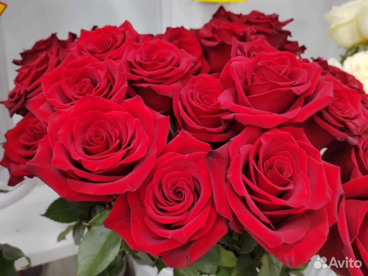 Роза. Роза бордовая. 101 роза премиум