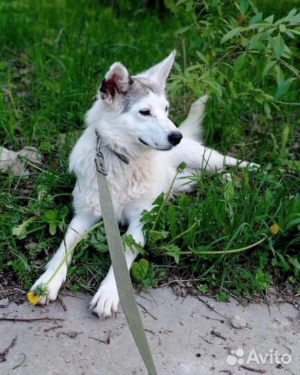 Отдам собаку в добрые руки