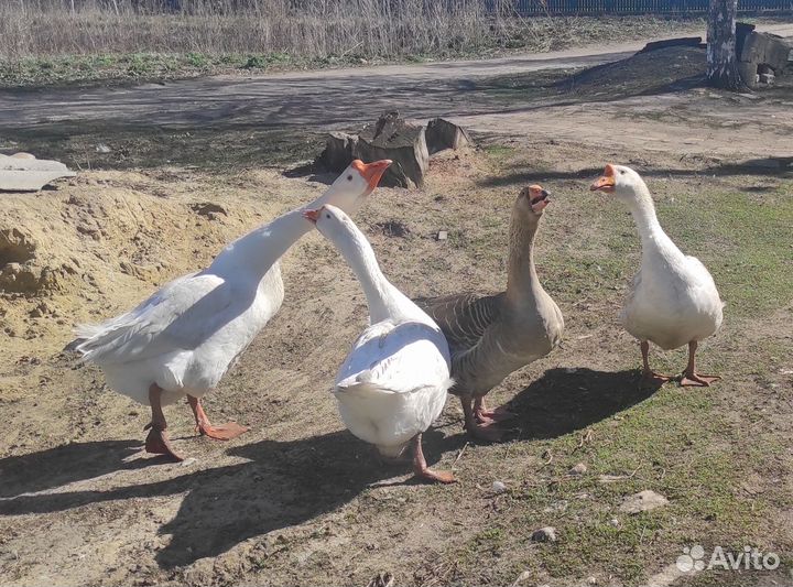 Продам гусей