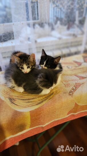 Котята в добрые руки