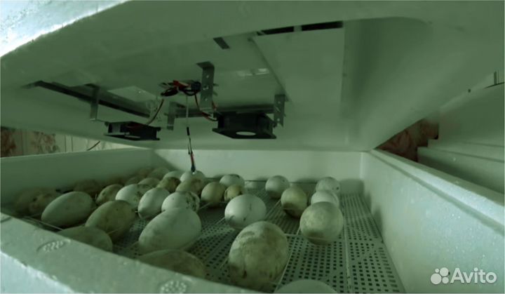 Автоматический инкубатор