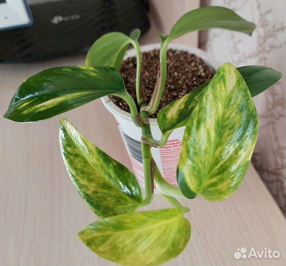 Сциндапсус