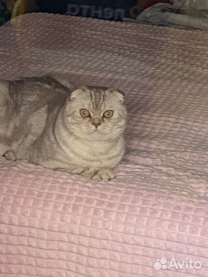 Шотландский кот вязка