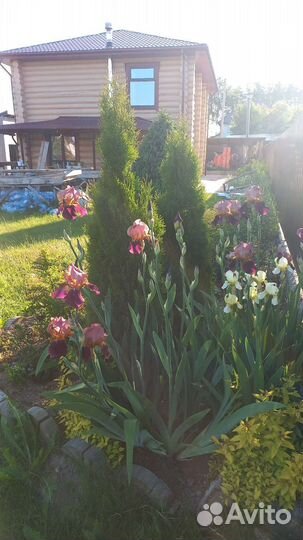 Ирис бородатый