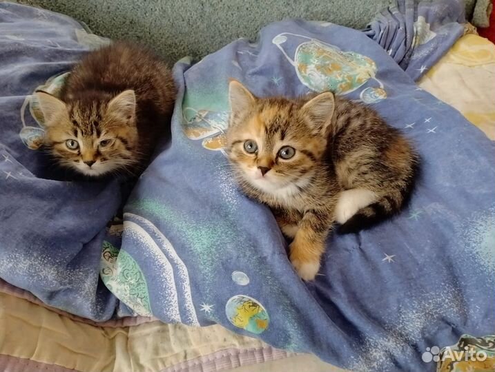 Котята шотланской кошки