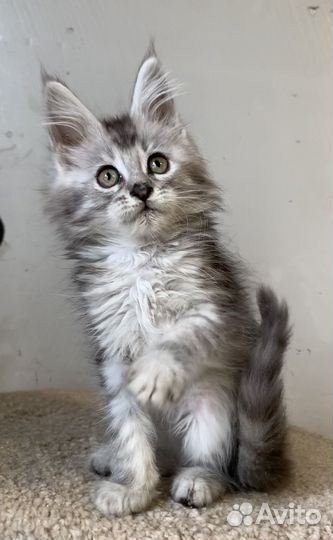 Девочки и мальчик мейнкун