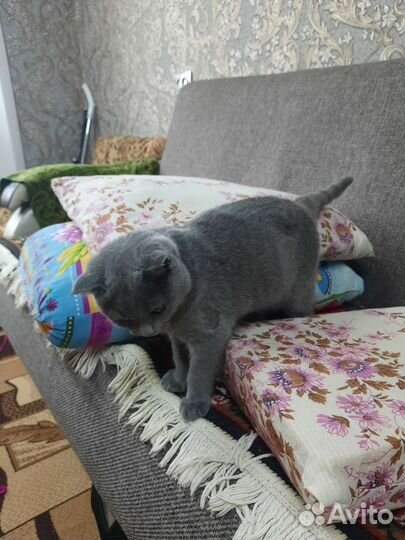 Британская