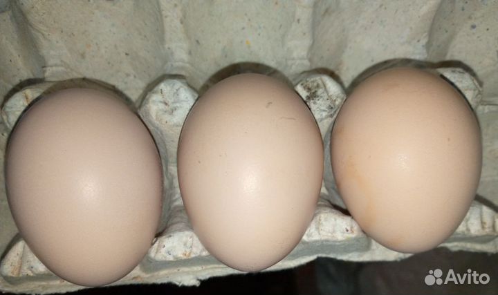 Яйцо гусиное, куриное для инкубации