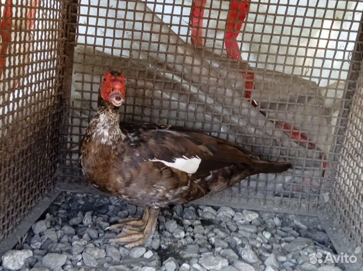 Селезень индоутки тяжелая линия