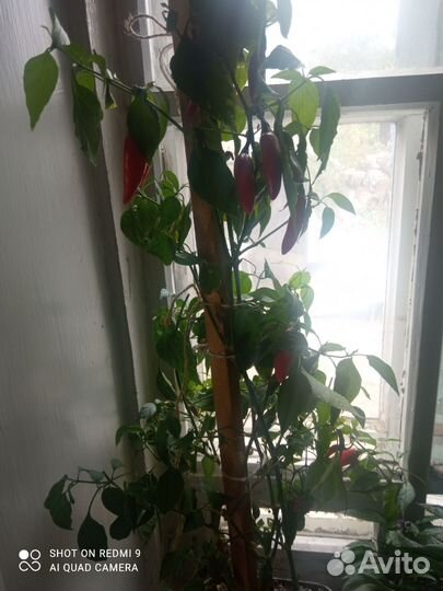 Куст комнатного острого перца