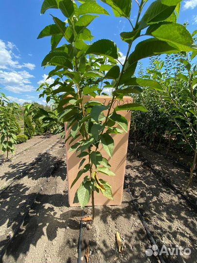 Саженцы черешни оптом всл-2