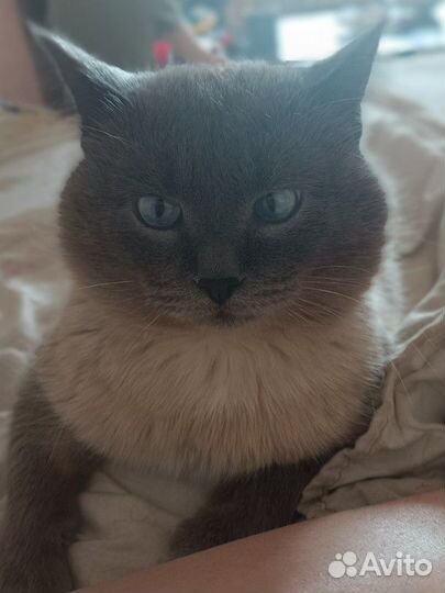 Котик для вязки