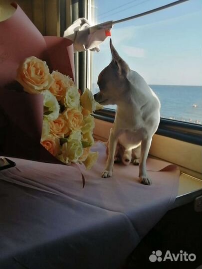 Чихуа мини. Вязка