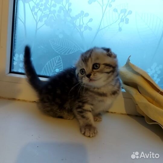 Шотландские котята