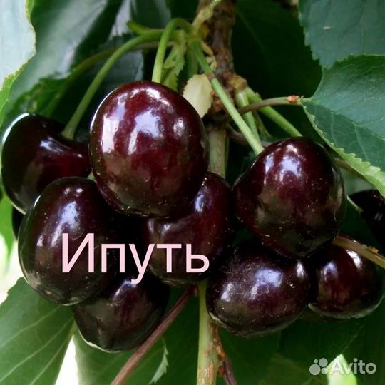 Черешня