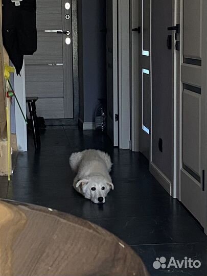 Собака алабай-метис в добрые руки)